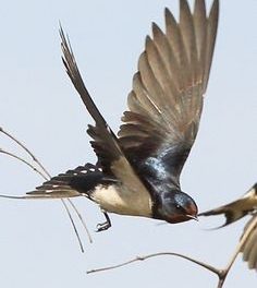 Christian BOBIN – Une écriture de l’émerveillement
