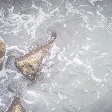 Oiseau noir Un oiseau noir en littérature