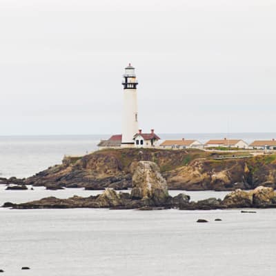 Un oiseau noir en littérature