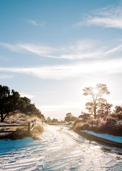 Un oiseau noir en littérature