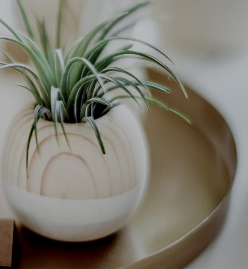 Un oiseau noir en littérature