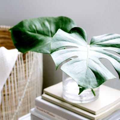 Un oiseau noir en littérature