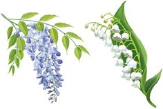 Les vertus magiques du muguet