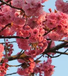 Haïku – le printemps