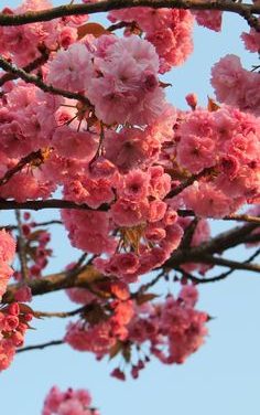 Haïku – le printemps