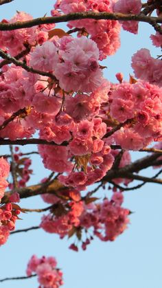 Un oiseau noir en littérature