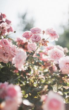 8497b29047f466876cc202730e54e30b Un oiseau noir en littérature