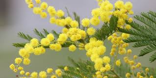 Un oiseau noir en littérature