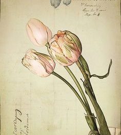 Lettre d’une inconnue de S Zweig –