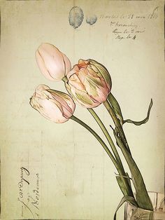 Lettre d’une inconnue de S Zweig –