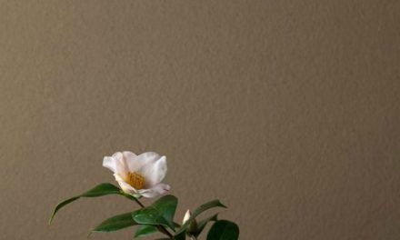 L’instant figé dans la forme poétique du Haïku.