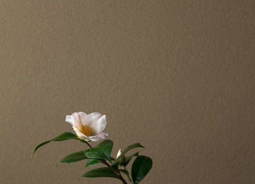 L’instant figé dans la forme poétique du Haïku.