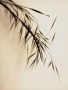 Un oiseau noir en littérature