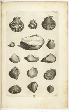 Un oiseau noir en littérature