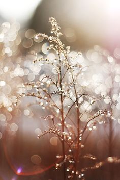 Un oiseau noir en littérature