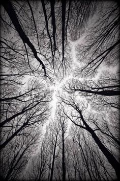 Un oiseau noir en littérature