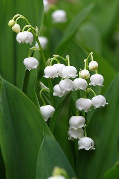 Un oiseau noir en littérature