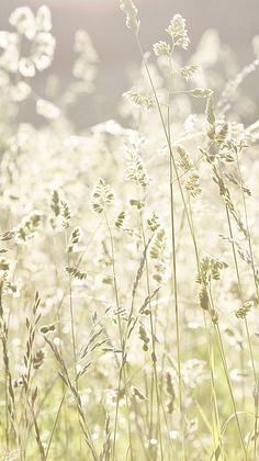 Un oiseau noir en littérature