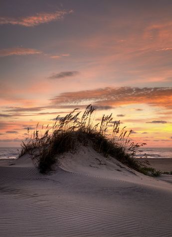 Un oiseau noir en littérature