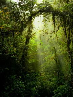 Un oiseau noir en littérature